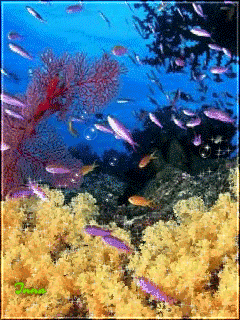 Открытки с подводным миром скачать. Открытки с подводным миром бесплатно.