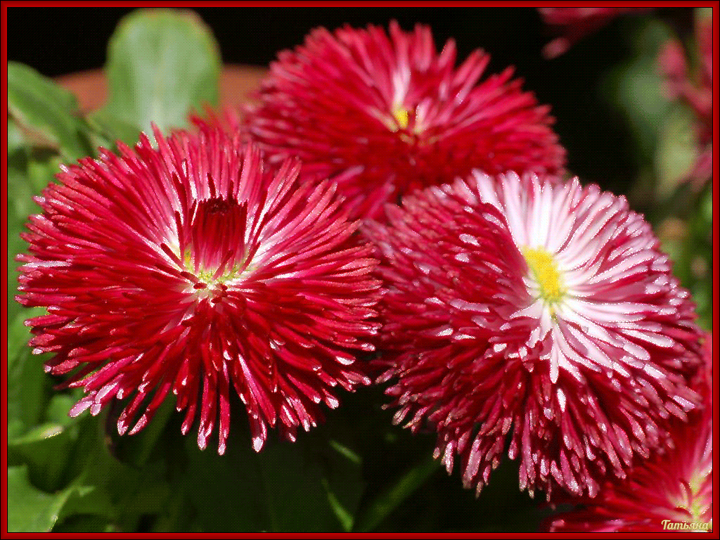 Открытки с маргаритками скачать бесплатно. Открытки с маргаритками онлайн.