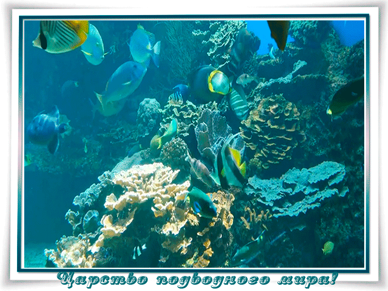 Открытки с подводным миром скачать. Открытки с подводным миром бесплатно.