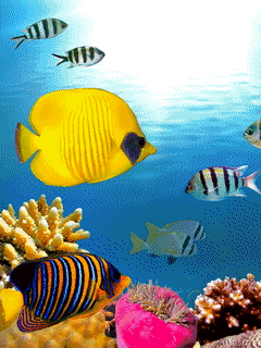 Открытки с подводным миром скачать. Открытки с подводным миром бесплатно.