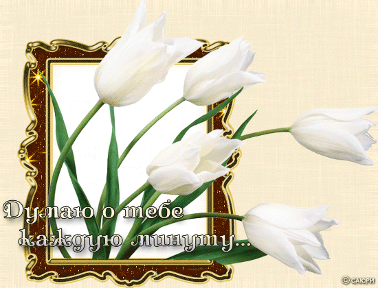 Открытки с белыми тюльпанами gif. Открытки с белыми тюльпанами скачать.
