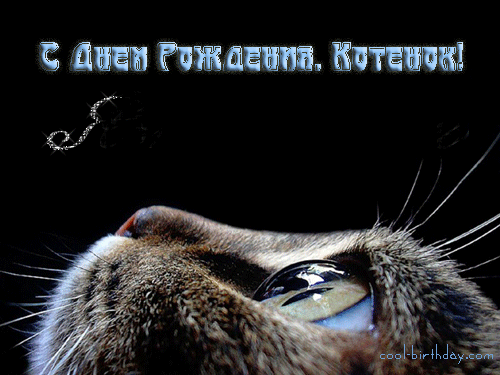 Открытки с кошками скачать бесплатно. Анимационные открытки с кошками.