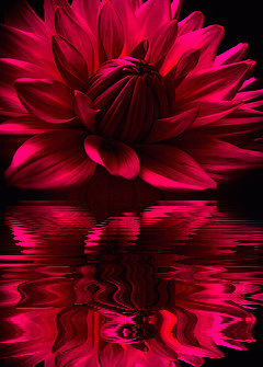 Открытки с георгинами скачать бесплатно. Открытки с георгинами онлайн.