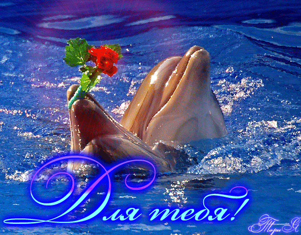 Открытки с дельфинами с анимациями. Открытки с дельфинами скачать.