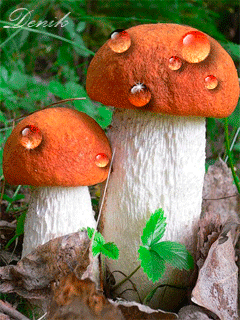 Открытки с лесными грибами скачать бесплатно. Открытки с грибами онлайн.