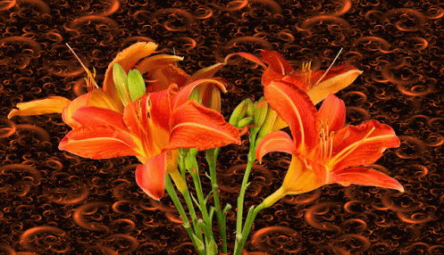 Открытки с лилейниками анимационные. Открытки с лилейниками gif.