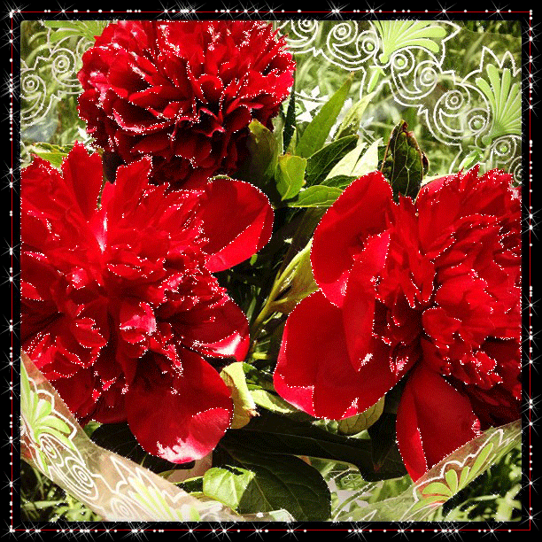 Открытки с красными пионами скачать. Открытки с красными пионами онлайн.