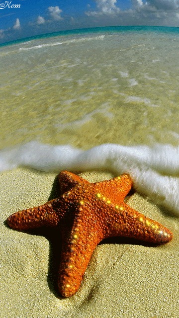 Открытки с морскими звездами анимационные. Открытки с морскими звездами gif.