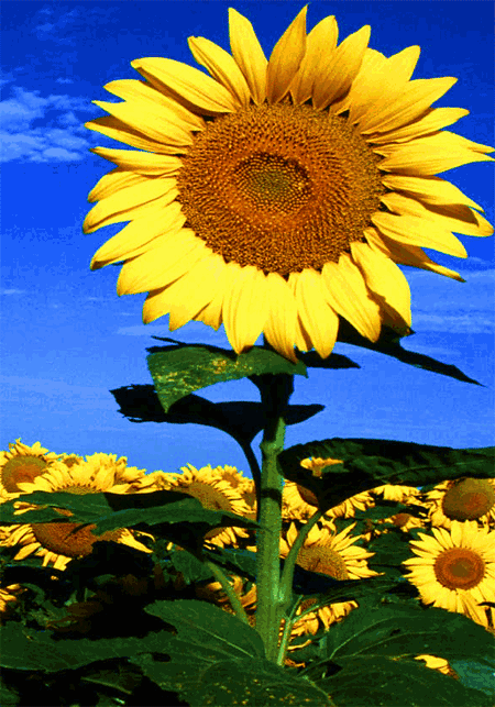 Открытки с подсолнухами в поле скачать бесплатно. Открытки с подсолнухами в п...