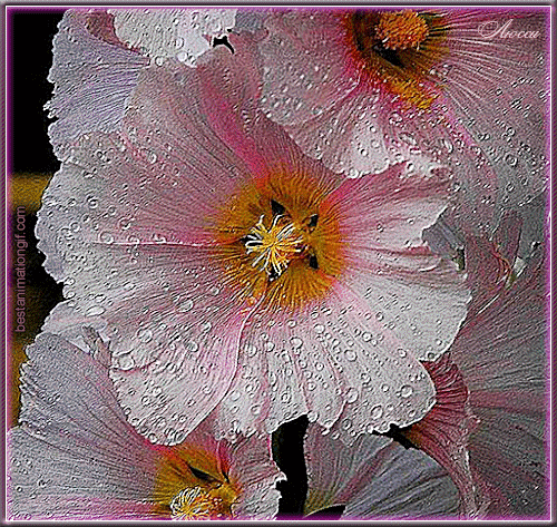 Открытки с росой на цветах скачать. Открытки с росой на цветах бесплатно.