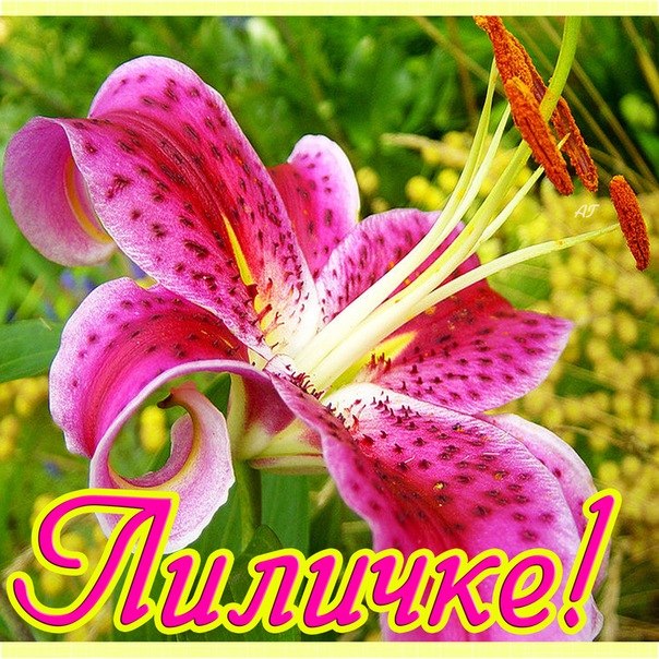 Анимационные открытки с именем Лилия. Открытки с именем Лилия скачать бесплатно.