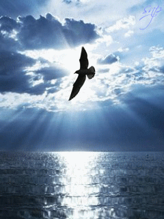 Открытки с парящими в небе птицами скачать бесплатно. Открытки с парящими в н...