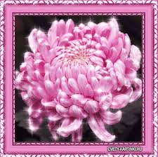 Открытки с хризантемами скачать бесплатно. Открытки с хризантемами онлайн.