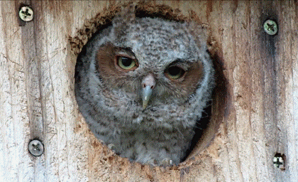 Открытки с совами скачать. Открытки с совами бесплатно онлайн.