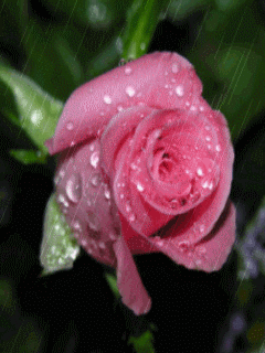 Чудесные открытки с розовыми розами скачать бесплатно gif.