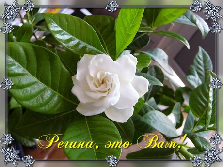 Открытки с именем Регина скачать бесплатно. Открытки с именем Регина с поздра...