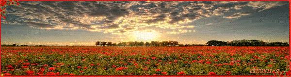 Открытки с маковым полем скачать бесплатно. Открытки с маковым полем онлайн.