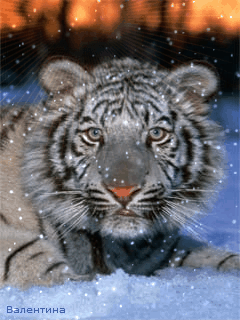 Открытки с белым тигром скачать. Открытки с белым тигром бесплатно.