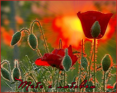 Открытки с маковым полем скачать бесплатно. Открытки с маковым полем онлайн.