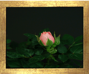 Открытки с распускающимися розами скачать бесплатно gif.      