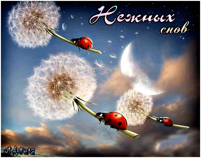 Открытки с белыми одуванчиками gif. Скачать открытки с белыми одуванчиками.