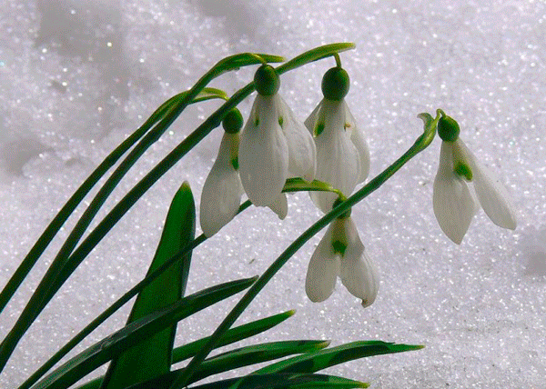 Открытки с подснежниками скачать бесплатно. Открытки с подснежниками gif.