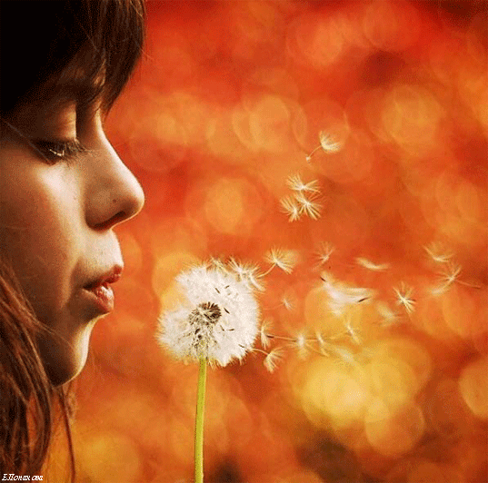 Открытки с белыми одуванчиками gif. Скачать открытки с белыми одуванчиками.