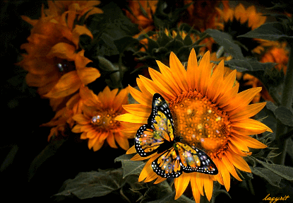 Открытки с подсолнухами в поле скачать бесплатно. Открытки с подсолнухами в п...