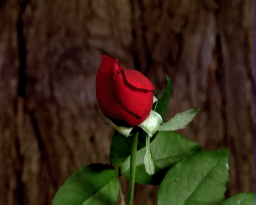 Открытки с распускающимися розами скачать бесплатно gif.      