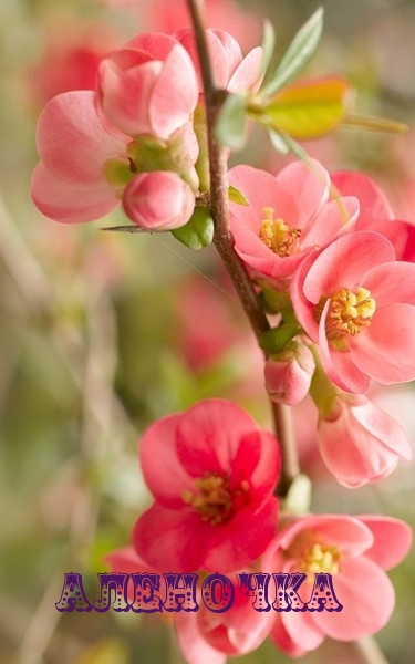 Открытки с именем Алёна скачать бесплатно. Открытки с именем Алёна gif.