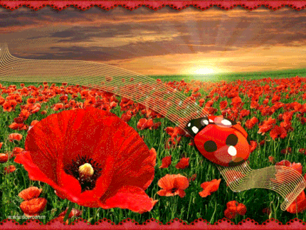 Открытки с маковым полем скачать бесплатно. Открытки с маковым полем онлайн.