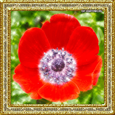 Открытки с анемонами скачать бесплатно. Открытки с анемонами онлайн.