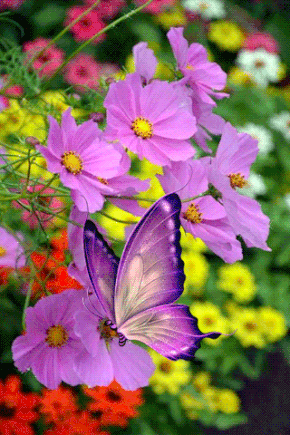 Открытки с космеями анимационные. Открытки с космеями gif.  