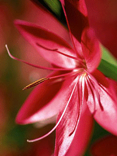 Открытки с красной лилией скачать. Анимационные открытки с красной лилией. 