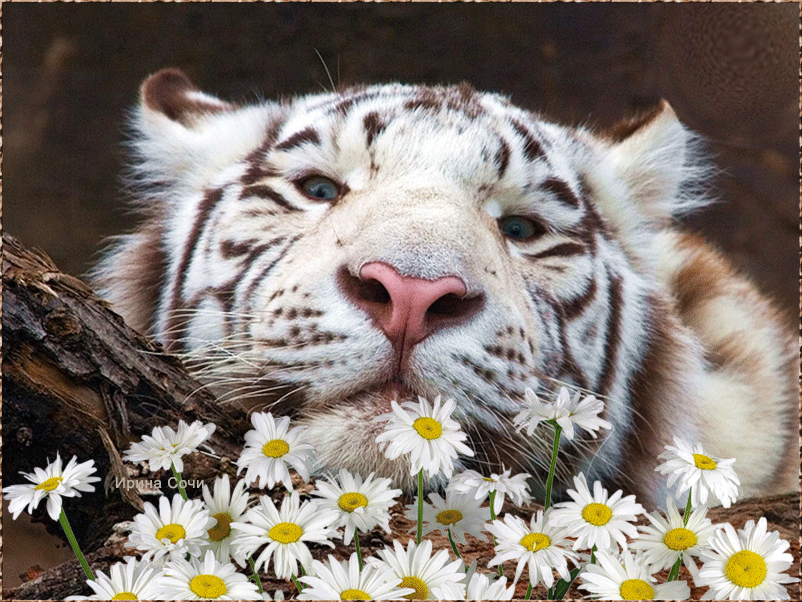 Открытки с белым тигром скачать. Открытки с белым тигром бесплатно.