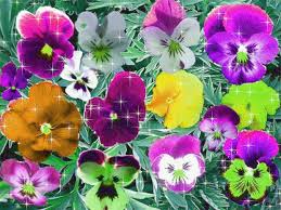 Открытки с разноцветными анютиными глазками скачать бесплатно.