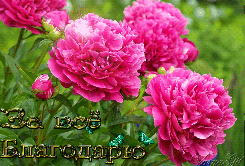 Открытки с розовыми пионами скачать бесплатно. Открытки с розовыми пионами он...