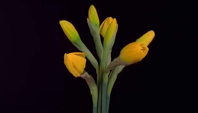 Открытки с желтыми нарциссами скачать бесплатно. Открытки с желтыми нарциссам...