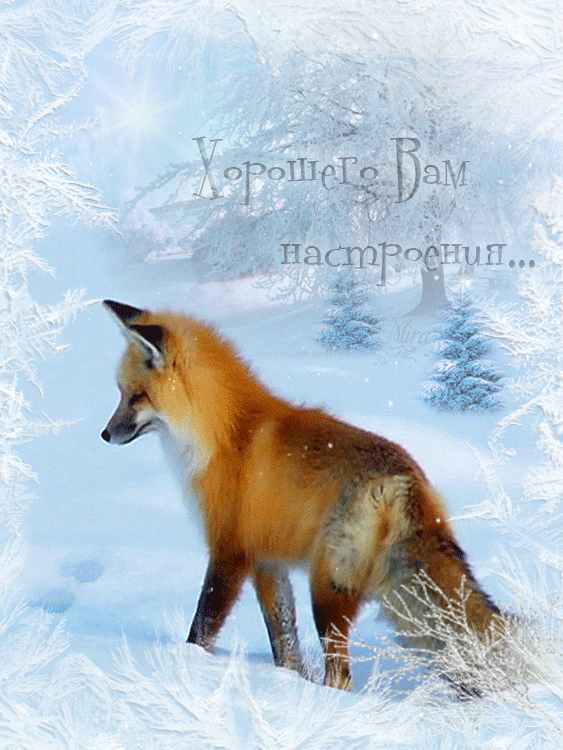 Открытки с лисичками скачать бесплатно. Открытки с лисичками gif.