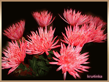 Открытки с хризантемами скачать бесплатно. Открытки с хризантемами онлайн.