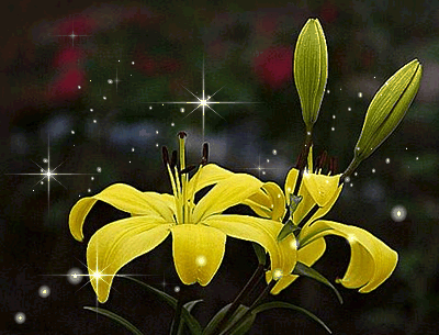 Открытки с лилейниками анимационные. Открытки с лилейниками gif.