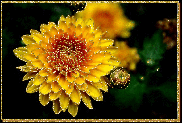 Открытки с хризантемами скачать бесплатно. Открытки с хризантемами онлайн.