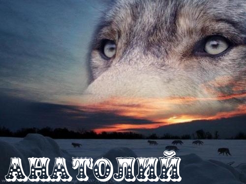 Открытки с именем Анатолий gif. Скачать бесплатные открытки с именем Анатолий.