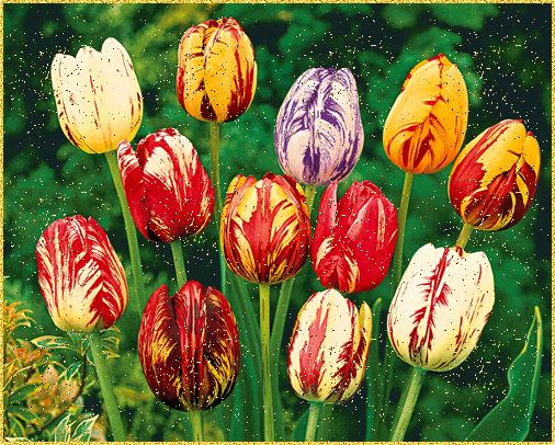 Открытки с полем тюльпанов анимационные. Открытки с полем тюльпанов gif.