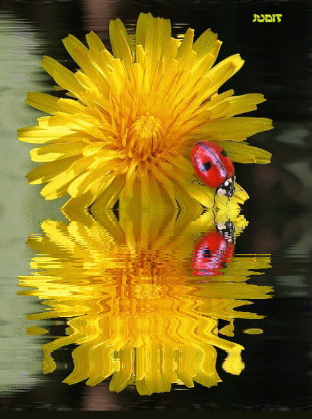 Открытки с желтыми одуванчиками скачать бесплатно. Открытки с желтыми одуванч...
