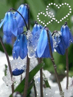 Открытки с пролесками скачать бесплатно. Открытки с пролесками онлайн.