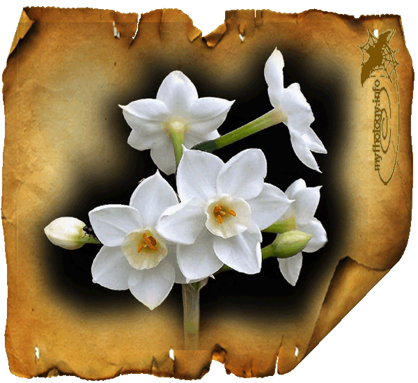 Открытки с белыми нарциссами скачать бесплатно. Открытки с белыми нарциссами ...