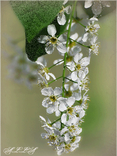 Открытки с белой сиренью анимационные. Открытки с белой сиренью gif.