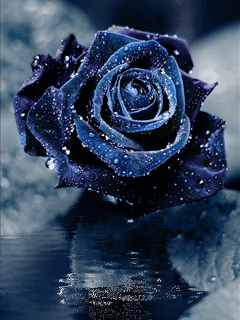 Открытки с черными розами скачать бесплатно. Открытки с черными розами gif.