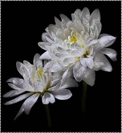 Открытки с хризантемами скачать бесплатно. Открытки с хризантемами онлайн.